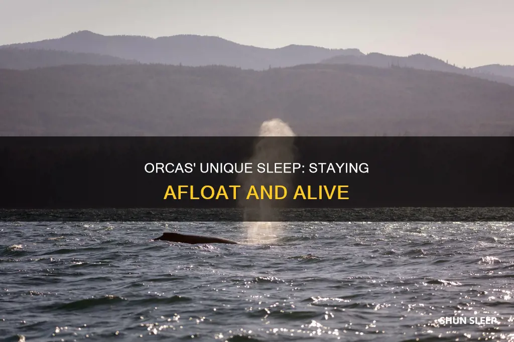 how do orcas sleep without drowning