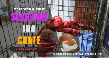 Crate Training Puppies: Tips for a Smooth Sleep Transition