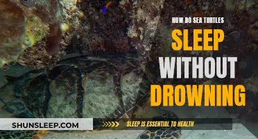Sea Turtles' Sleeping Patterns: Avoiding Drowning Risks