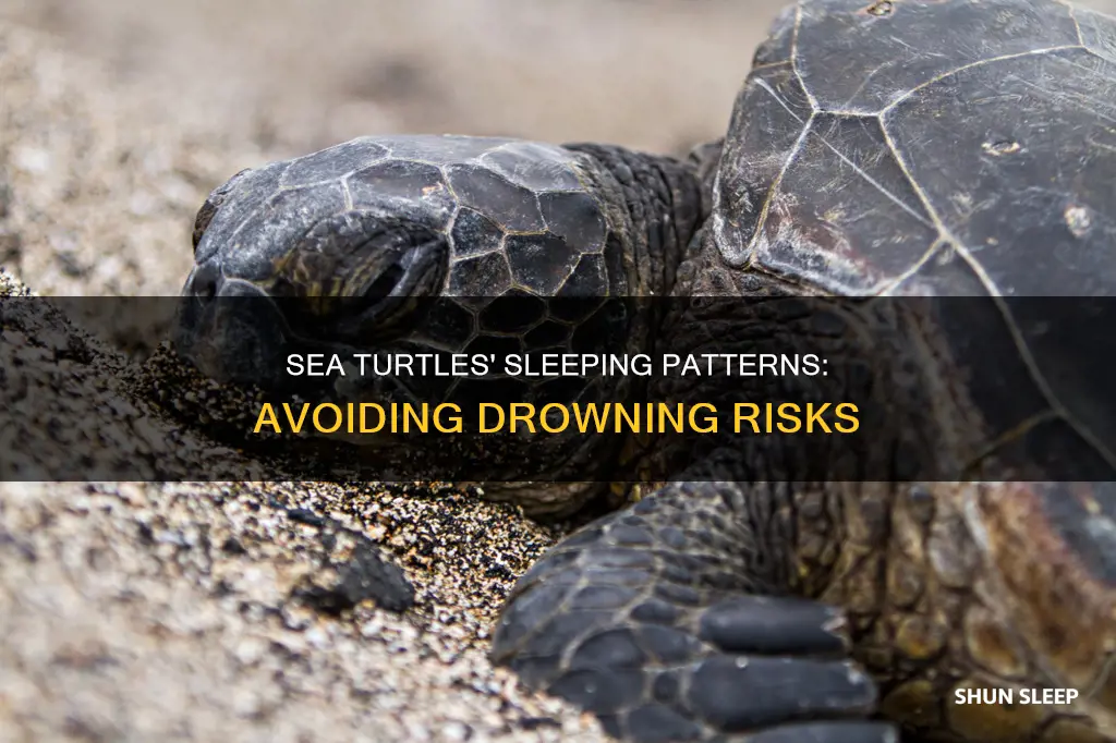 how do sea turtles sleep without drowning
