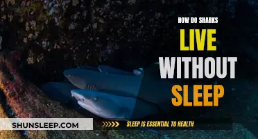 Sharks' Unique Ability: Staying Active Without Sleep