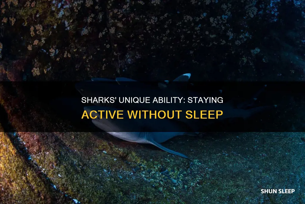 how do sharks live without sleep
