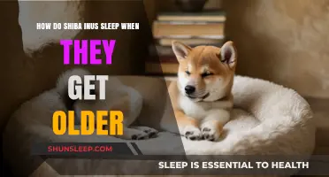 Aging Shiba Inus: Understanding Their Sleep Patterns and Needs