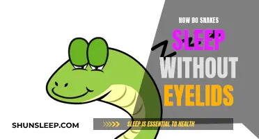 Snakes' Sleep: No Eyelids, No Problem