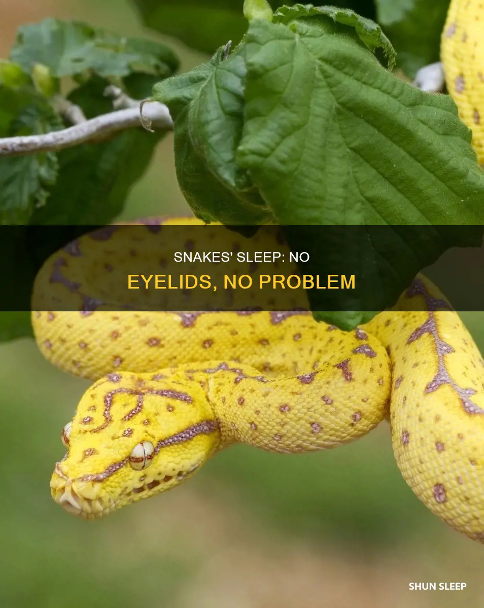 how do snakes sleep without eyelids