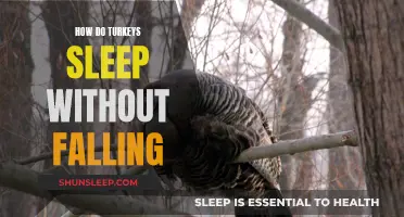 Turkeys' Balance Act: Sleep Without Falling