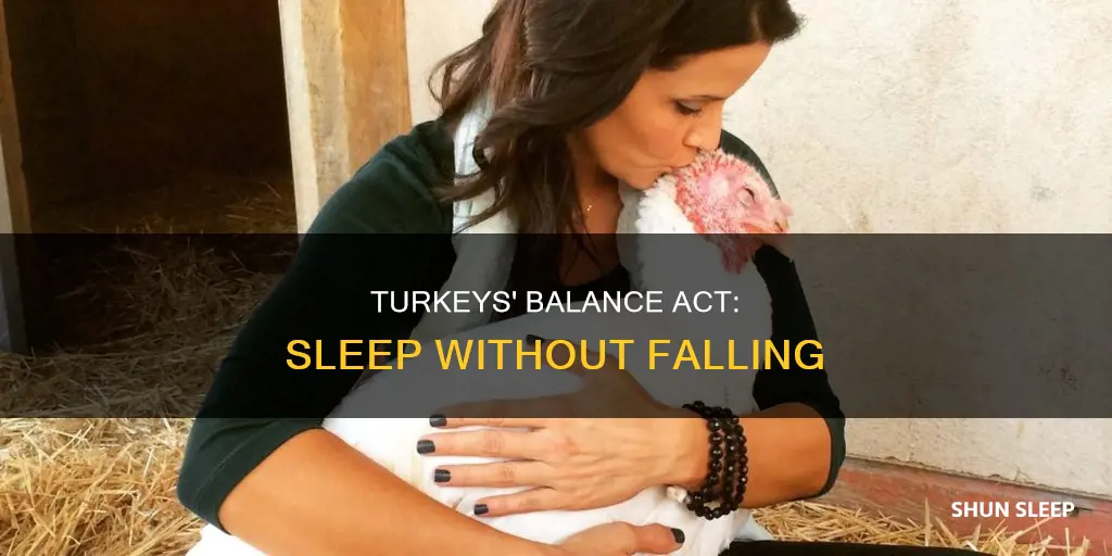 how do turkeys sleep without falling