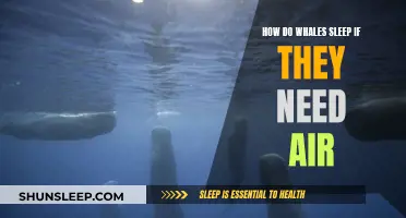 Whale of a Time: Sleeping with Air Needs