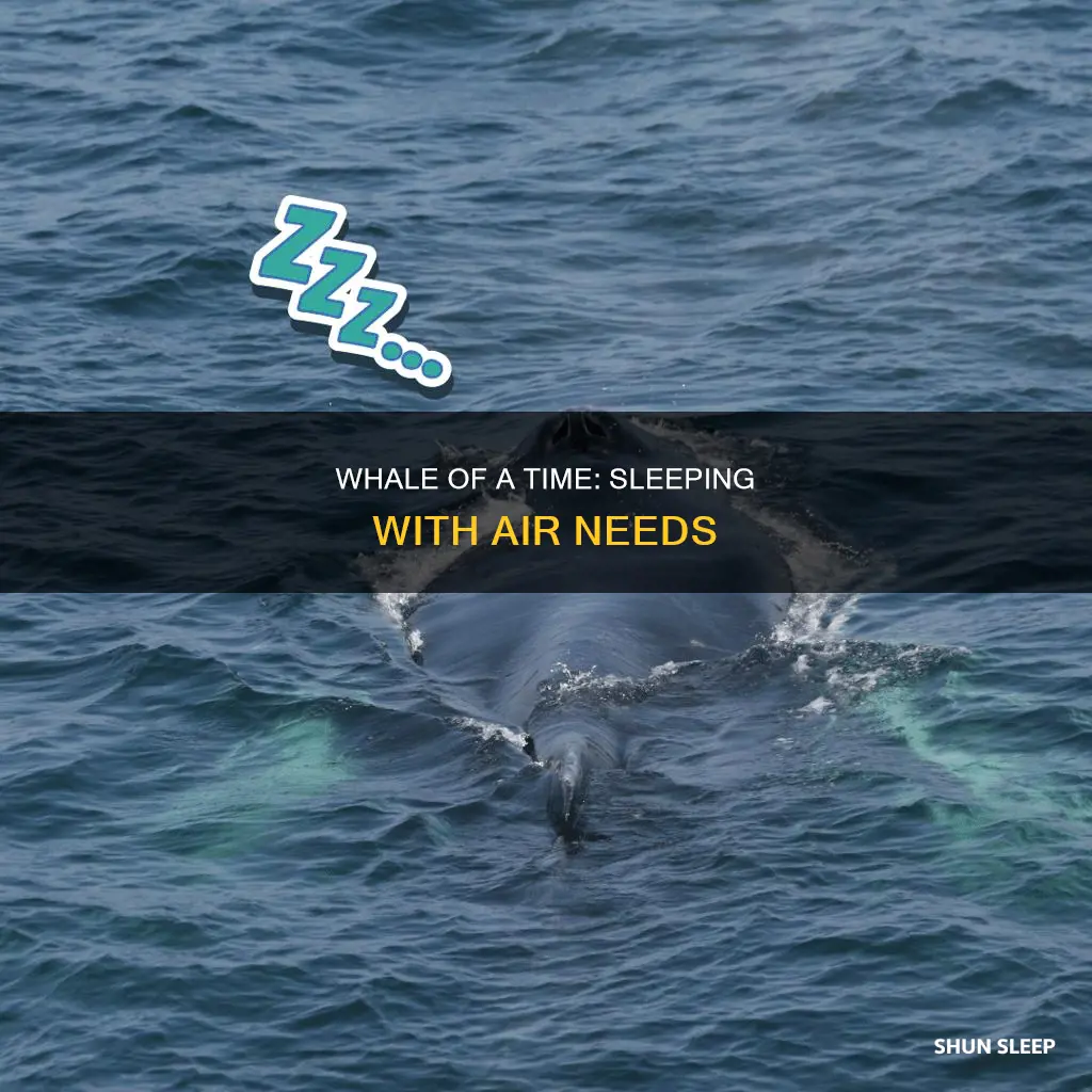 how do whales sleep if they need air