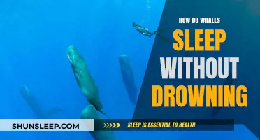 Whales' Sleep Patterns: Staying Afloat and Alive