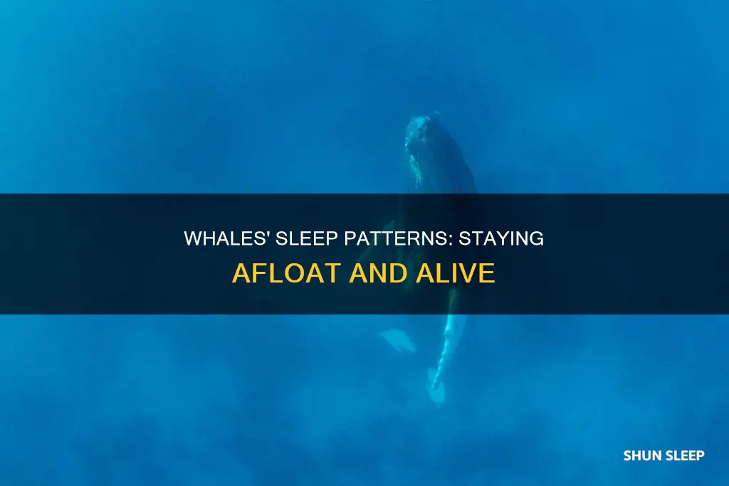 how do whales sleep without drowning