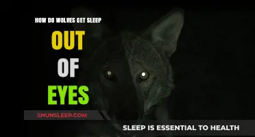 How Wolves Remove Sleep from Their Eyes: A Wild Insight