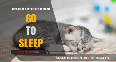 Helping Your Kitties Sleep Regularly: Tips for a Peaceful Night