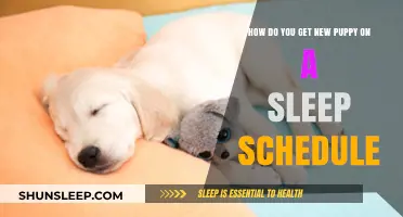 Training Your New Puppy: Establishing a Healthy Sleep Schedule