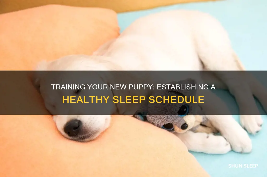 how do you get new puppy on a sleep schedule
