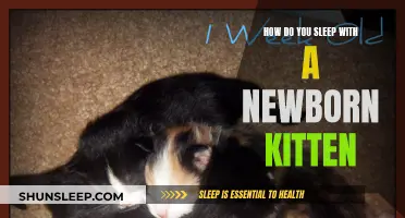 Caring for Newborn Kittens: A Guide to Sleep and Comfort