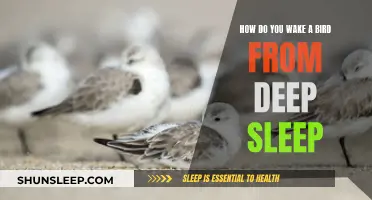 Understanding Bird Sleep Patterns: Tips to Gently Awaken Your Feathered Friend