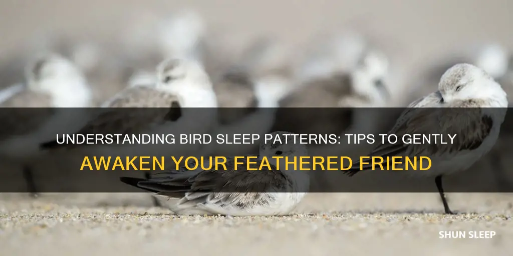 how do you wake a bird from deep sleep