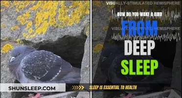 Waking a Bird from Deep Sleep: What You Need to Know