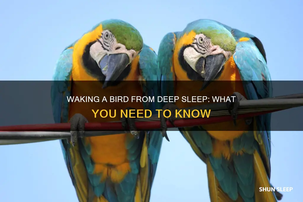 how do you wake a bird from deep sleep