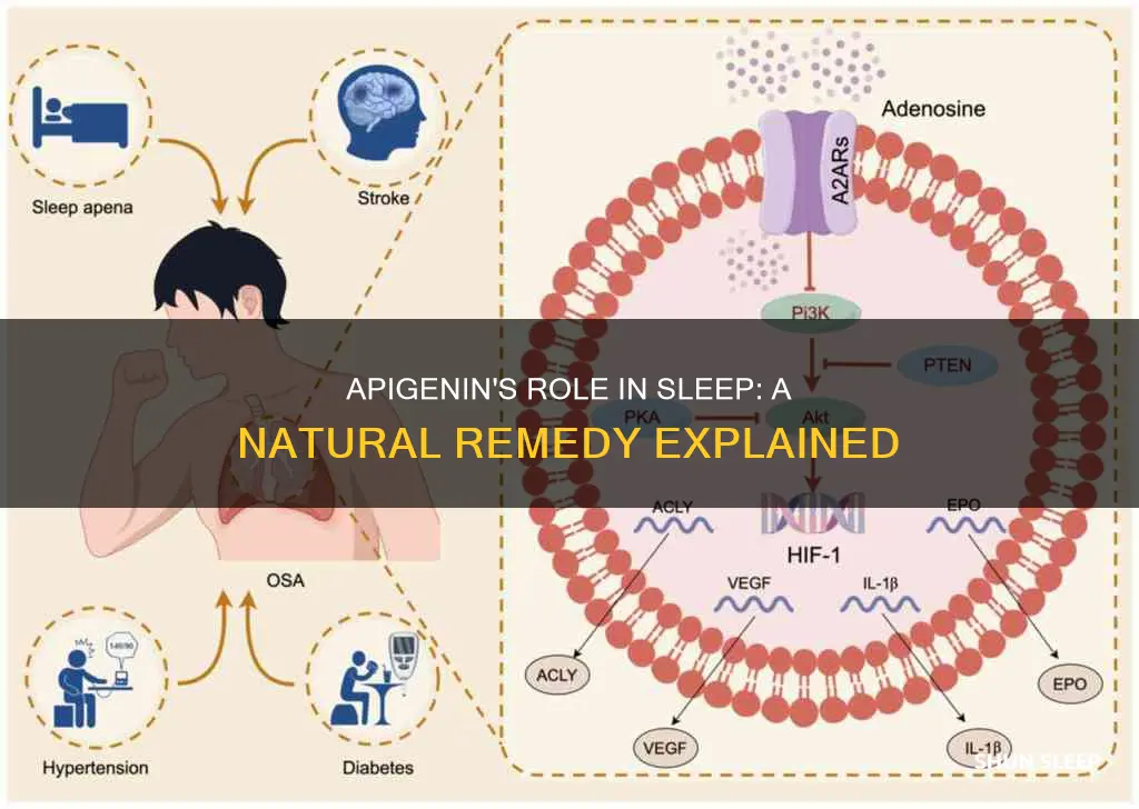 how does apigenin work for sleep