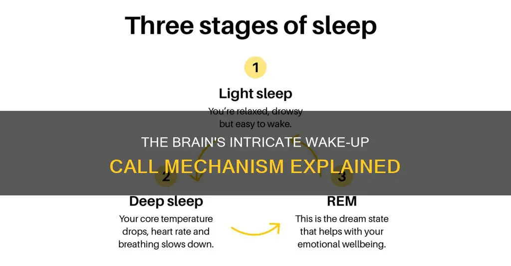 how does brain know to wake up after sleep