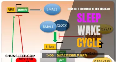 Circadian Rhythm: The Natural Sleep-Wake Cycle Regulator