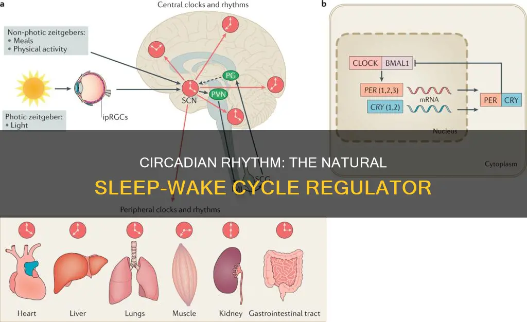 how does circadian clock regulate sleep wake cycle