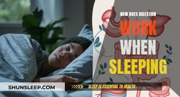 Digestive System Functionality During Sleep: An Overview