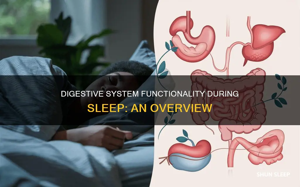 how does digestion work when sleeping