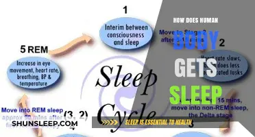 Understanding Sleep: How the Human Body Enters Rest Mode