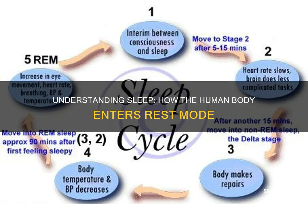 how does human body gets sleep