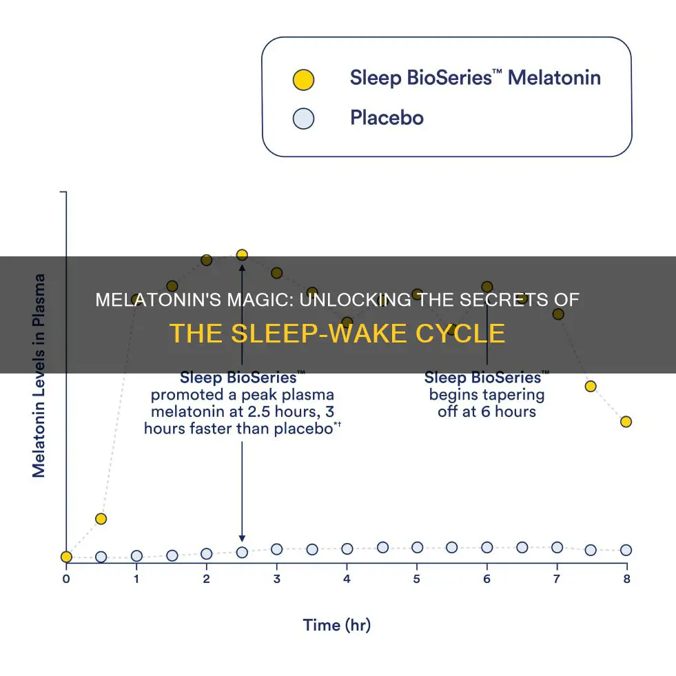 how does melatonin regulate the sleep-wake cycle