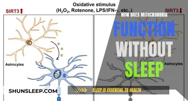 Mitochondria's Perpetual Motion: Unraveling Sleep-Defying Functionality