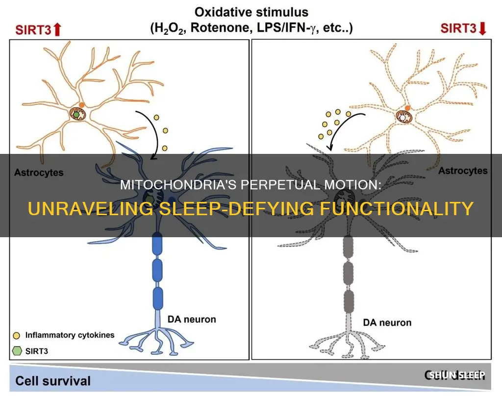 how does mitochondria function without sleep