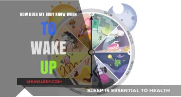 The Science of Waking Up: How Your Body Knows When to Rise