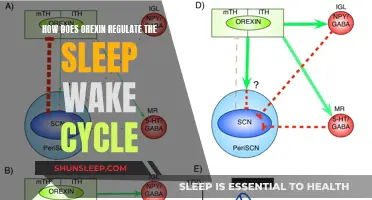 Orexin's Role: Unlocking the Mystery of Sleep-Wake Regulation