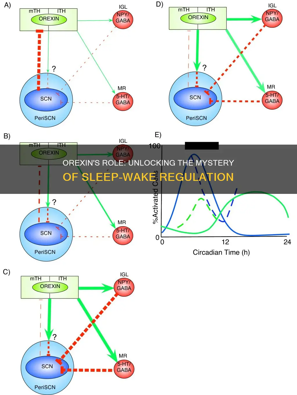 how does orexin regulate the sleep wake cycle