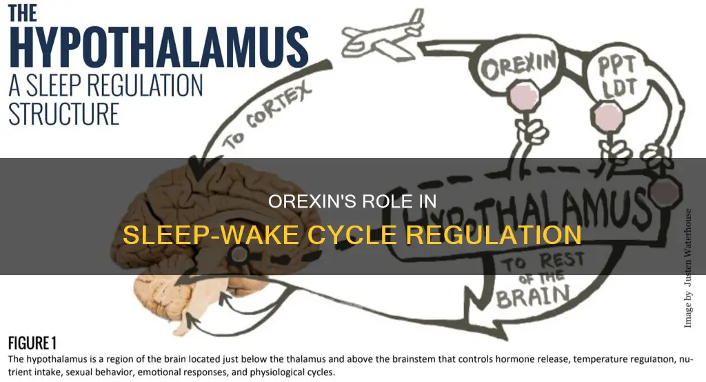 how does orexin regulate the sleep wake cycle