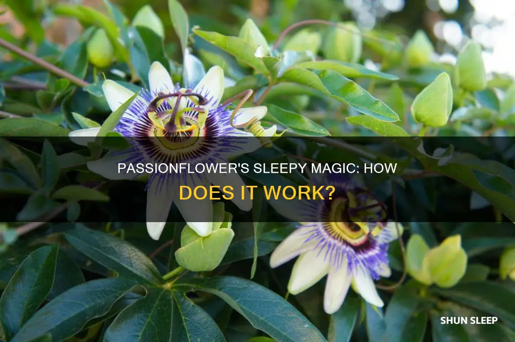 how does passionflower work for sleep