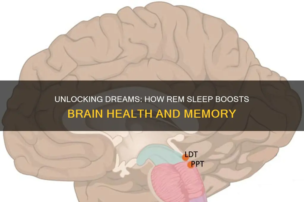 how does rem sleep help