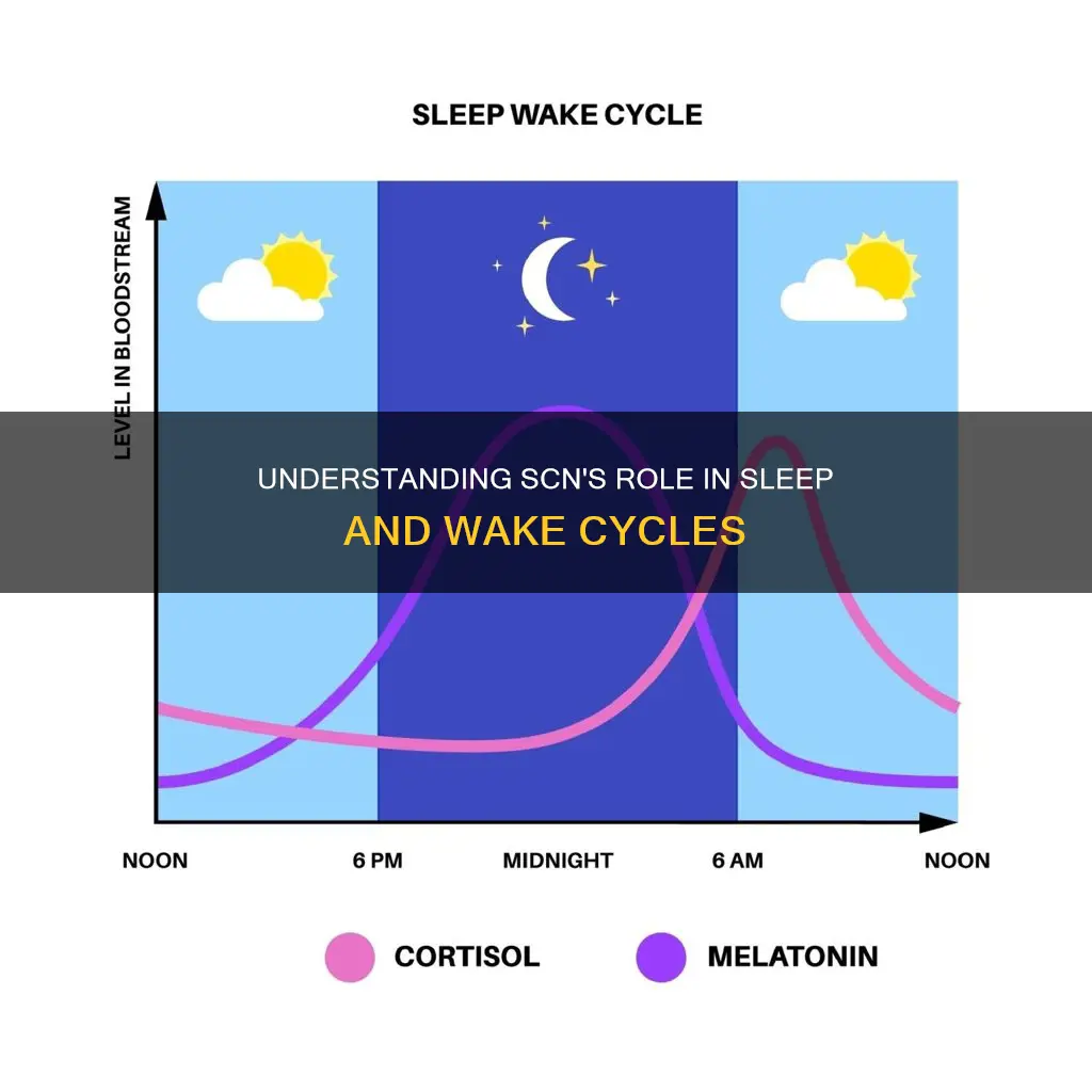 how does scn control sleep and wake schedule