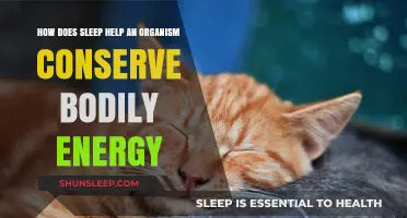 Sleep's Vital Role in Energy Conservation for Organisms