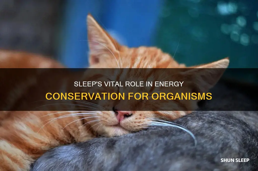 how does sleep help an organism conserve bodily energy