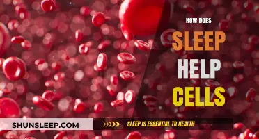 Sleep's Cellular Magic: How Rest Repairs and Rejuvenates Your Body