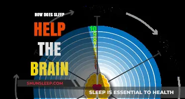 Sleep's Vital Role: Enhancing Brain Function, Memory, and Cognitive Health