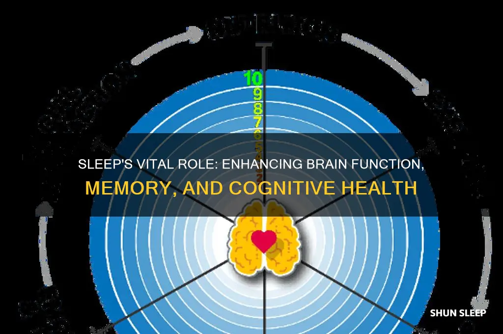 how does sleep help the brain