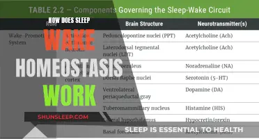 Understanding Sleep's Wake-Homeostasis: A Deep Dive into Restful Recovery