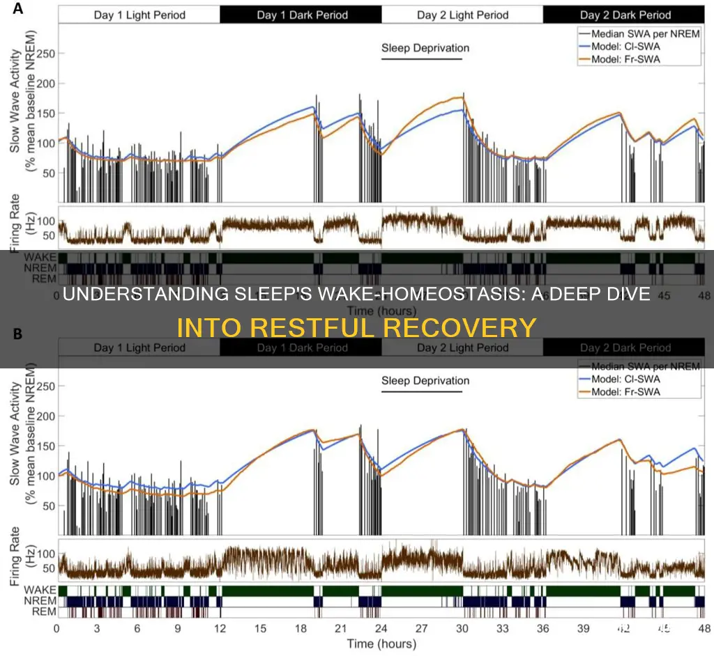 how does sleep wake homeostasis work