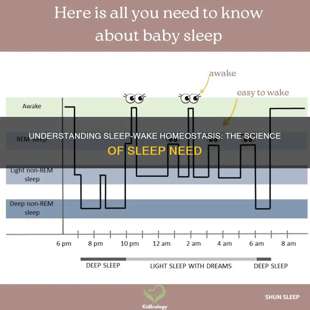 how does sleep wake homeostasis work